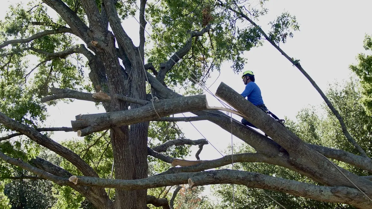Professional Crown Thinning performed by certified arborists in Sedgwick