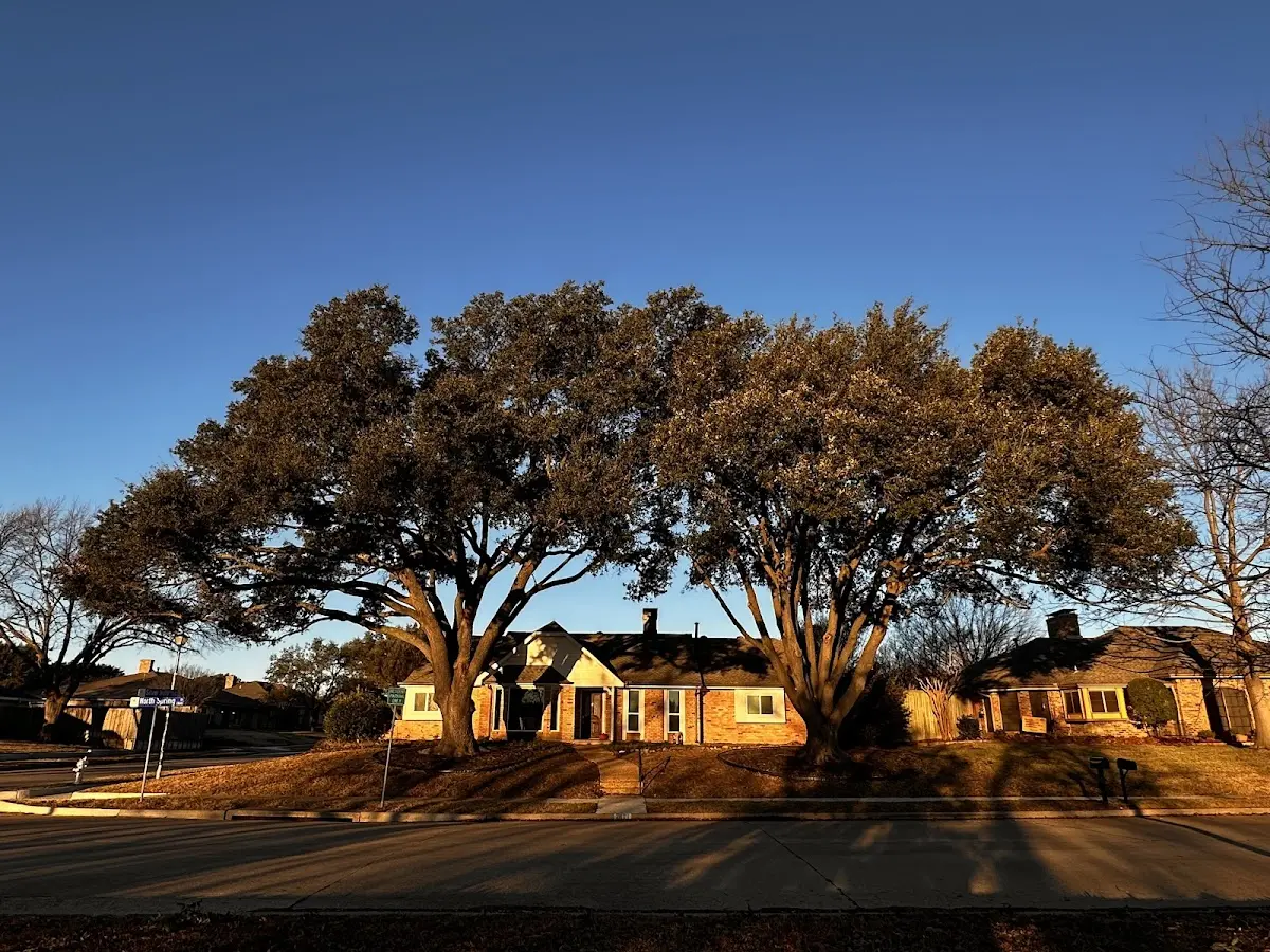 Established residential canopy tree shading a home in Sedgwick